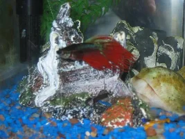 Just Wondering Which One Of Your Betta's Are Your Favorite