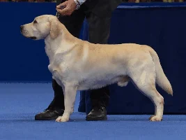 Dog question 9with a sad start)