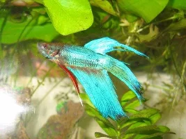 My Betta Mr. Bob