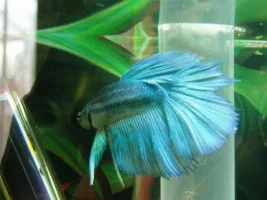 New Betta