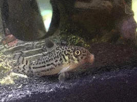 What is wrong with my Cory cat???