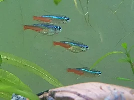 First time aquarium, please help determining NTD. (with photos)