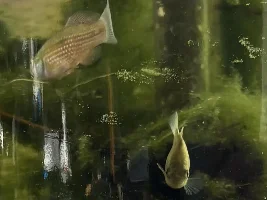 Cookie Jar, Pickle Jar or TK Maxx Vase as an Aquarium?!