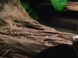 Snail Eggs?
