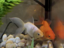 Gold Fish Eggs