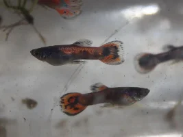 Red panda guppy