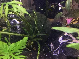 Plant ID and care requirements?