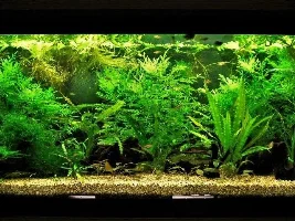Plant identification