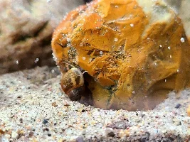Mexican Dwarf Crayfish