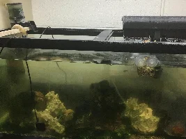 Saltwater Guppies.
