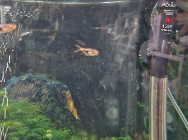 Brought home 4 halequin raspboras, 2 look like they are not healthy
