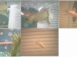 Wierd betta anyone know what kind?