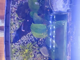 Rescued Cory, cotton mouth or barb infection?
