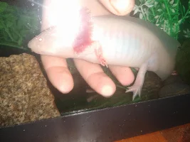 Axolotl Injury