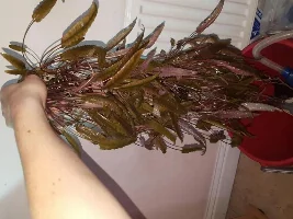 What To Do With My 125L Now.