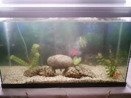 Pics Of My Aqurium