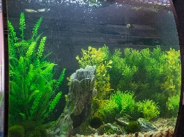 Our first tank