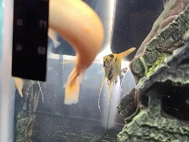 Dojo small lump