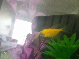 Glofish, Ich or velvet?