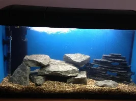 Aquarium Plants?