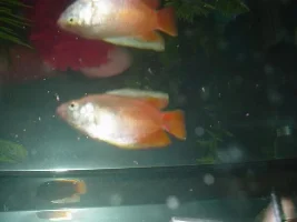 More Pics of my dwarf gourami