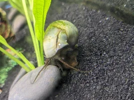 Harold's Cleft Shell