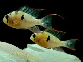 Sex identification of Bolivian cichlids