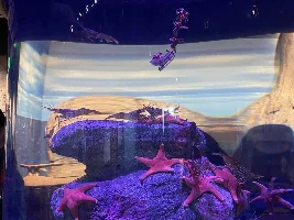 Some neat fish at my LFS