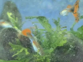 Guppy fry feeding schedule?