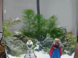 Frozen themed walstad jar
