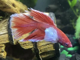 New halfmoom dumbo betas fin problem. Don’t know what it is.