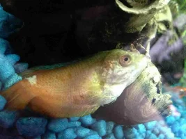 Royal Dwarf Gourami Dying. Help!