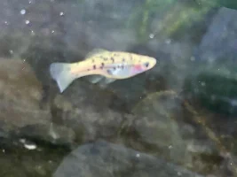I have babies in my dump tank...