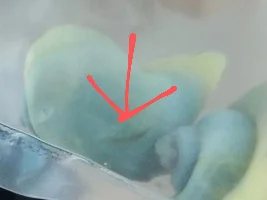 Is this a worm on my Mystery snail???