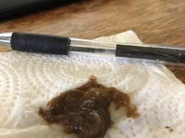 Brown algae problem
