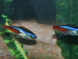 Are these Cardinal tetras okay?