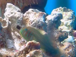 Reesy's 20 Gallon Reef Adventure