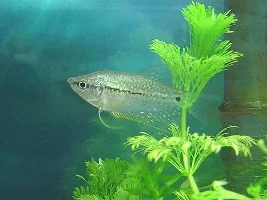 More of my pearl girl!