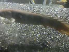 Some random pics of my bichirs
