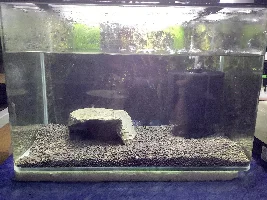 How to breed kuhli loaches?