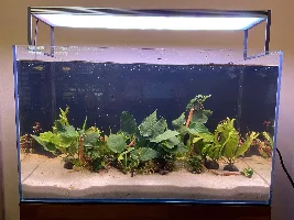 The Adventure Begins - UNS Rimless 20G Planted Tank