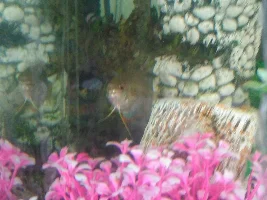 My fighter looks ill and weak need urgent help!!!