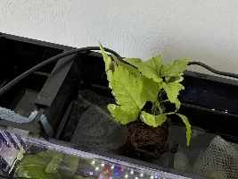 Petsmart plant ID? 🌱