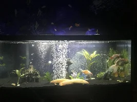 How did my fish die?