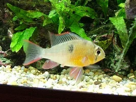 Gender of my Bolivian ram