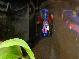 Help - white thing protruding from betta tail
