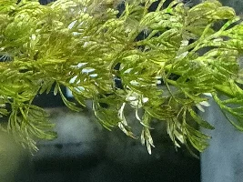 What algae is this?
