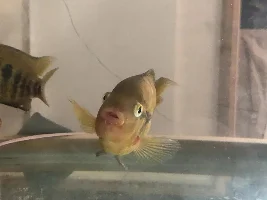 Internal bleeding of pet fish?