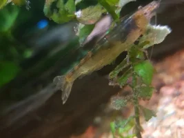 What Thpe of Shrimp is This "Amano Shrimp"