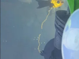 Sick Molly fish and possible stressed pleco